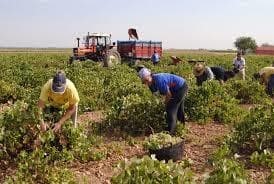 Ayudas Al Fomento De La Contratación De Seguros Agrarios