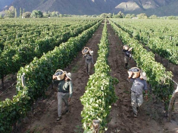 Ayudas Al Sector Vitivinícola En Mercados Exteriores