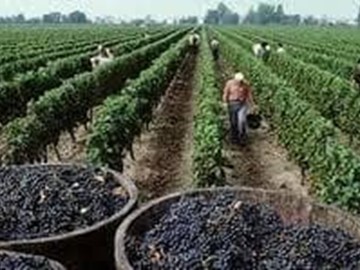 Ayudas De Promoción A La Exportación Del Sector Vitivinícola